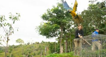 image for Guacamayas vuelven a su hábitat tras tres años de rehabilitación