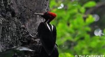 image for Costa Rica tendrá áreas naturales protegidas en las ciudades