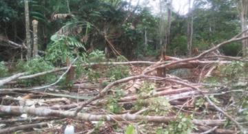 image for Policía ambiental realiza control a la tala ilegal 