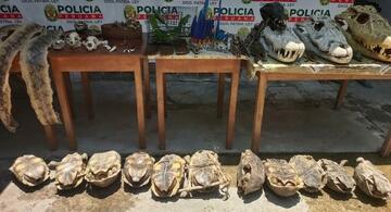 image for Operativo contra el tráfico ilegal de especies de fauna