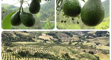 image for Colombia exportará aguacate Hass a Chile
