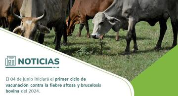 image for Vacunación contra la fiebre aftosa y brucelosis bovina del 2024