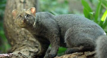 image for Felino avistado en pueblo nuevo y que la CVS insta a proteger