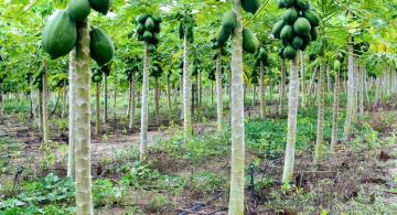 Plantacao de mamao em uma fazenda