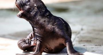 Leones marinos fuera del agua