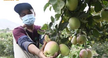 image for Mejoran producción de manzana en Huaral con guano de las islas