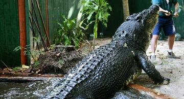 image for Maior crocodilo em cativeiro do mundo completa 120 anos