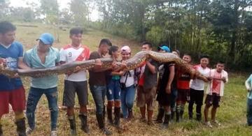 image for Matan anaconda en la comunidad de flor de coco