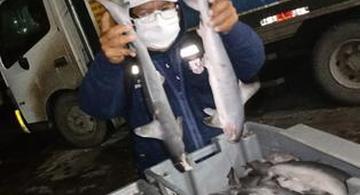 image for Incautan 230 kilos de tiburón martillo