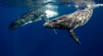 image for Ballenas jorobadas ya no son una especia en peligro de extinción