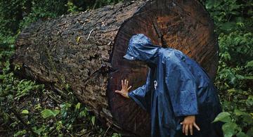 image for Detienen sospechosos acusados de talar miles de árboles en la Amazonía