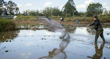 image for Rescata peces en peligro de muerte del humedal Lotus de Rionegro
