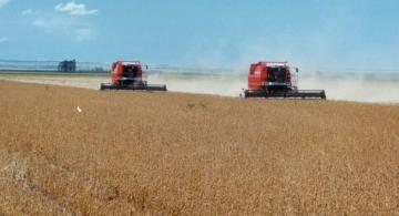 Carros em um campo