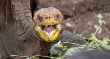 image for Tortuga que salvó a su especie en las Islas Galápagos