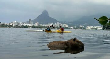 image for Polícia procura quem apedrejou a capivara
