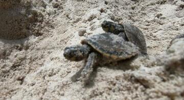 image for Tercer Festival de Las Tortugas de Agua Dulce