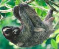 Fauna Amazonas