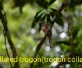 Trogon collarejo en un rama de un arbol