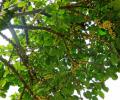 Arbol de zapote