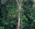 Arbol Achapo en plena selva Amazonica
