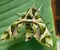 Mariposa en una hoja