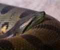 Anaconda en su habitad