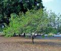 Arbol de Guayaba en la selva