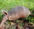 Armadillo en su habitat