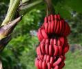 Bananas rojas