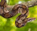 Boa Constrictor