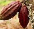 Arbol de Cacao 