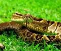 Serpiente la segunda mas grande y peligrosa del mundo