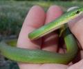 Serpiente cazadora verde en la selva