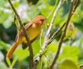 Cinnamon Attila en un arbol