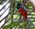 Collared Trogon en un arbol