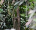 Trogon Collaris entre las ramas en la selva