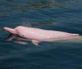Uno de las cinco especies de delfines de agua dulce