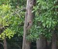 Ave en un arbol martillando