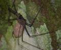 Escorpión-araña en un arbol