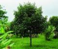 Arbol de Garcinia madruno en la selva