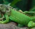 Iguana en arbol