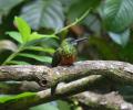 Ave Jacamar en un arbol