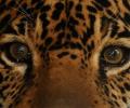 Jaguar en la selva