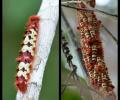 Larva pupa imago en una planta