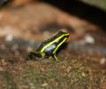 Ranas 