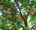 Macambo palta en su habitad natural