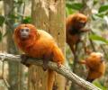 Monos