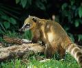 Coati en su habitat