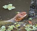 Paraguay caiman lizard en un lago