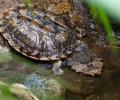 Tortuga Matamata